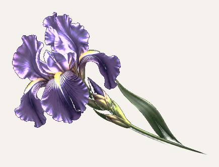 Fioletowy irys