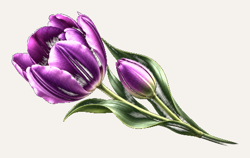 Fioletowy tulipan